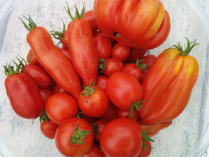 Freshly Picked Heirloom Sauce Tomatoes