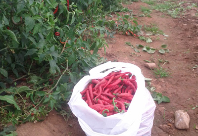 Fresh picked, Nova Scotia grown, cayenne peppers